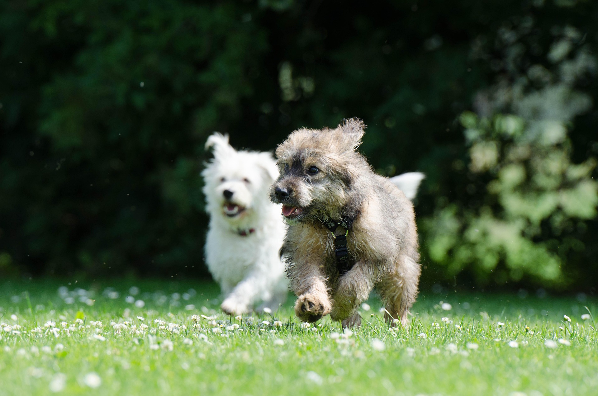 Two dogs running through a grassy park